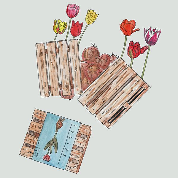 houten palletkist met bloembollen
