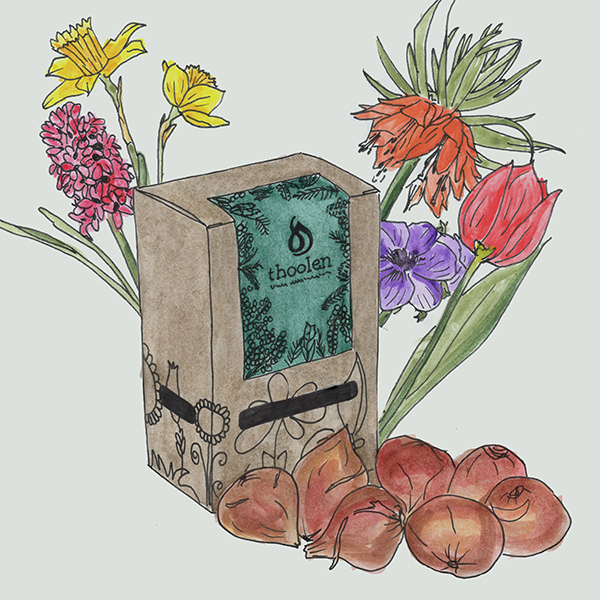 Geschenkbox Tulpen