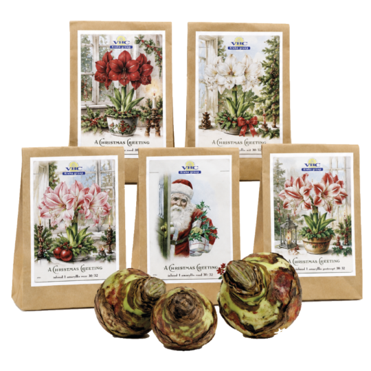 kraftzak amaryllis kerst